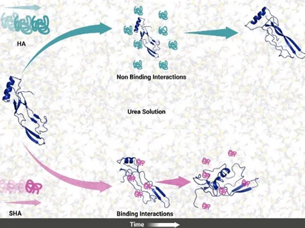 NIT Rourkela Research and Innovations on NIT Rourkela Scientists Decode Sugar Molecules and bone protein complex to Boost Bone regeneration Technology